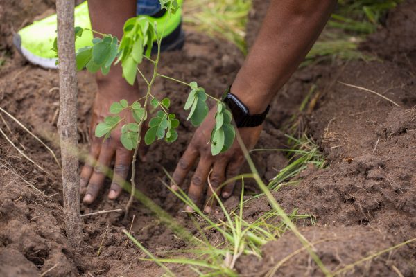 CBOD plants Trees on Green Ghana Day